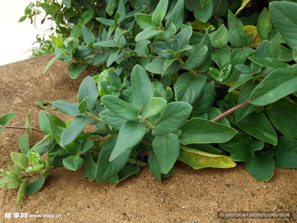 绿叶植物特写