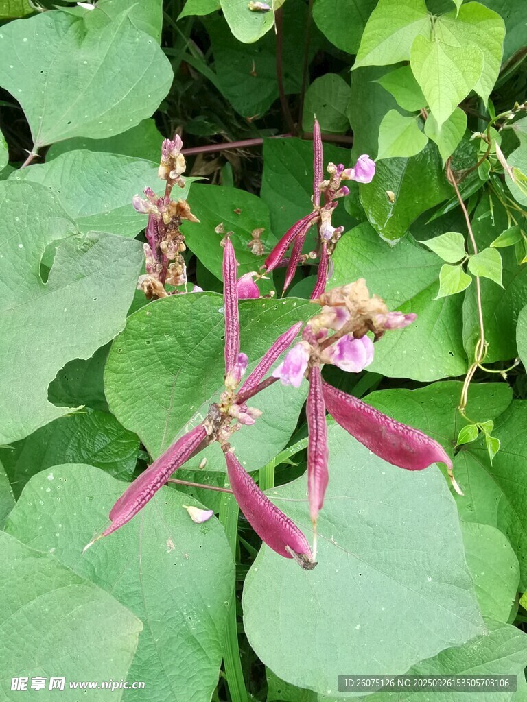 粉红花朵与绿叶植物