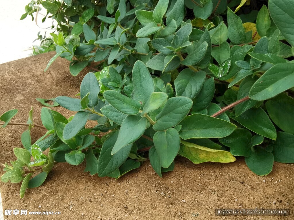 绿叶植物特写