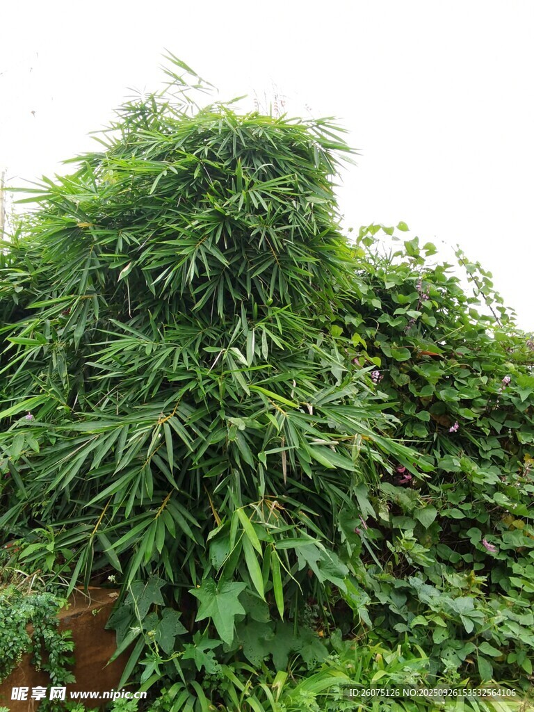 茂盛绿植攀附景象