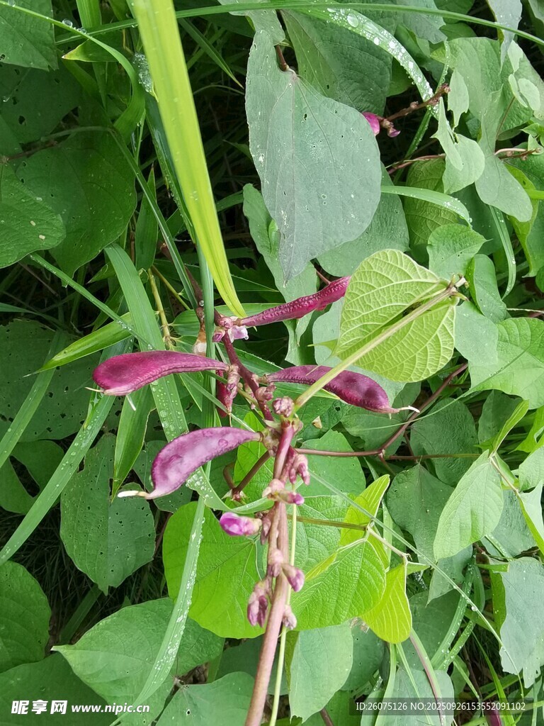 紫色花卉绽放于绿叶间