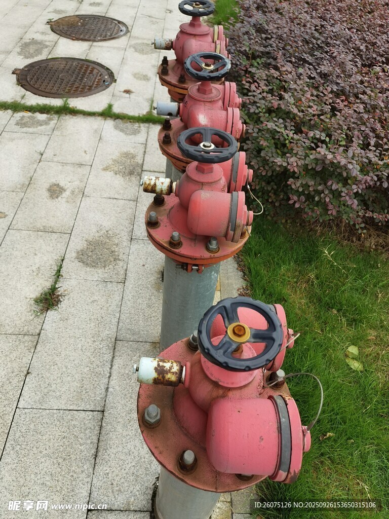 一排红色消防栓