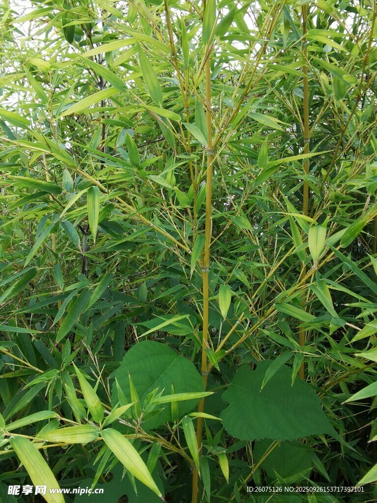 翠绿竹林中的生机景象