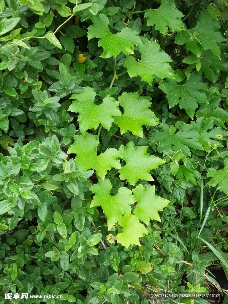翠绿繁茂的清新绿植