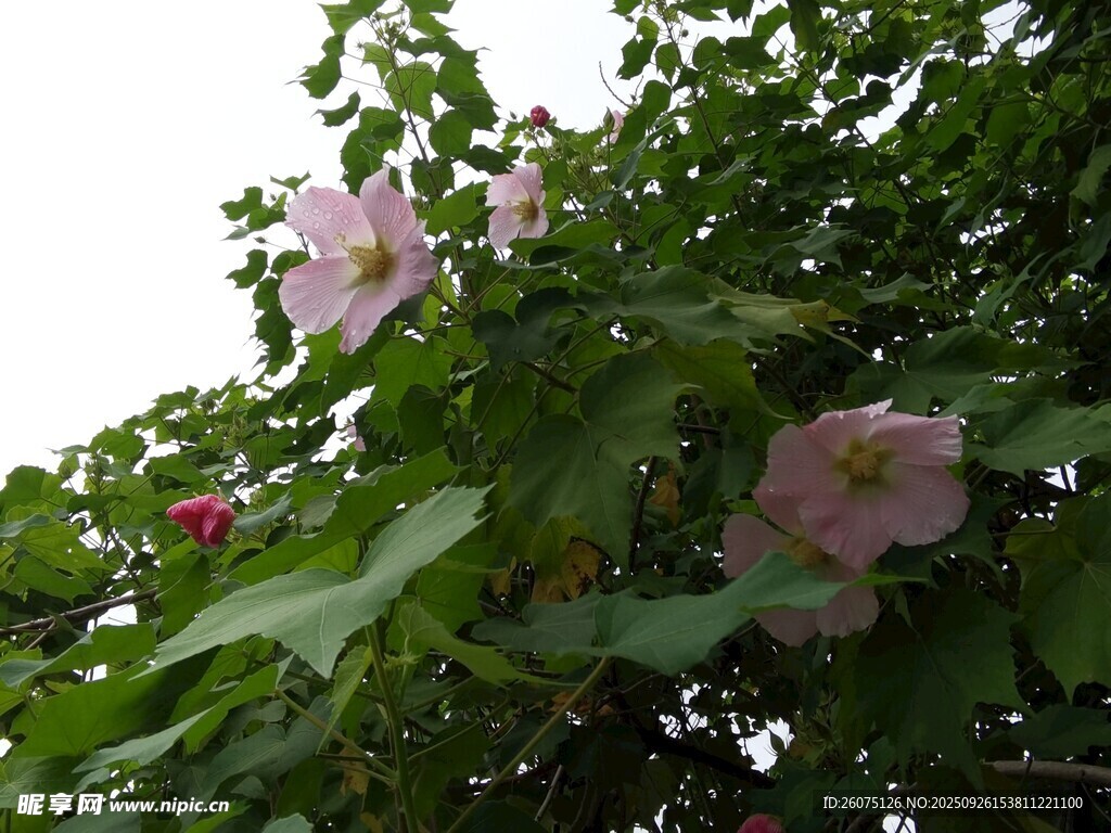 粉色木槿花绽放枝头