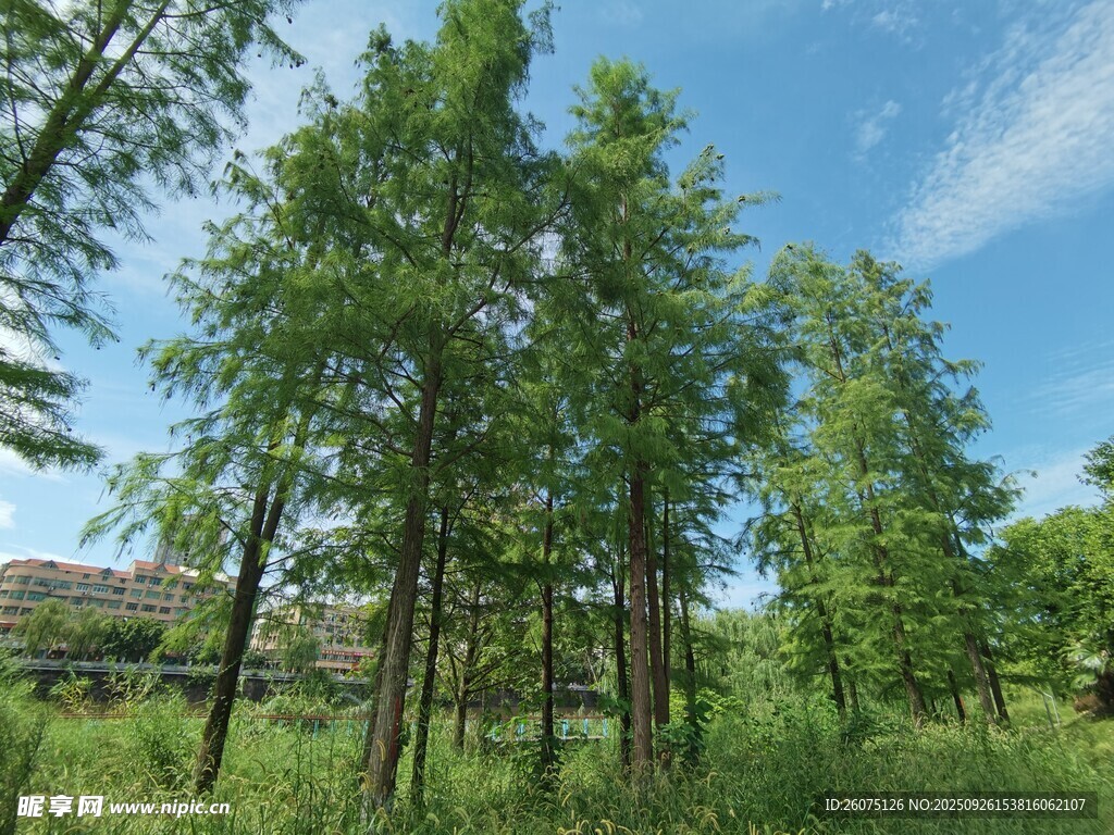 夏日葱郁树林风景
