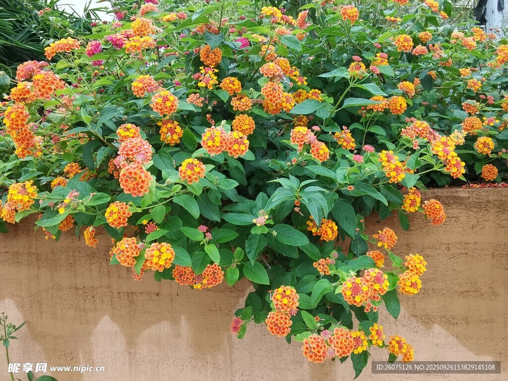 橙色花卉盆栽绽放生机