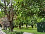 公园绿树成荫的优美景致
