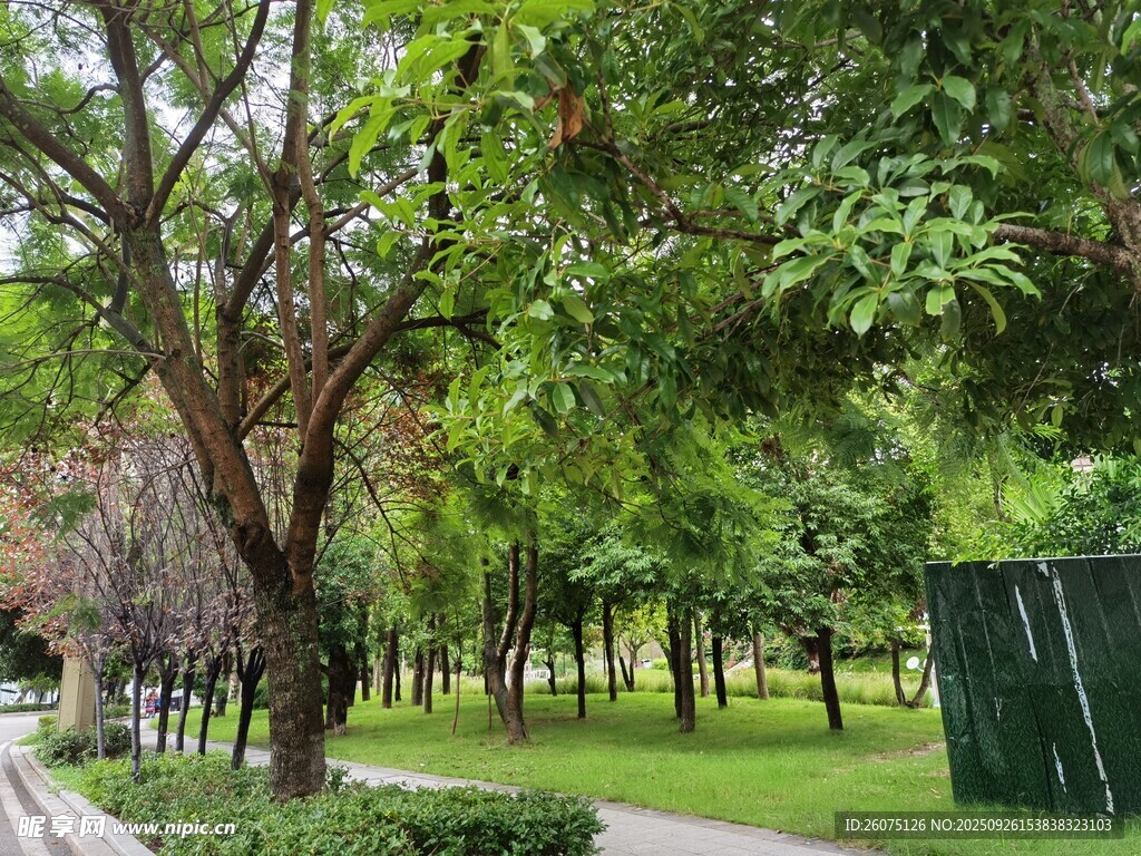 公园绿树成荫的优美景致
