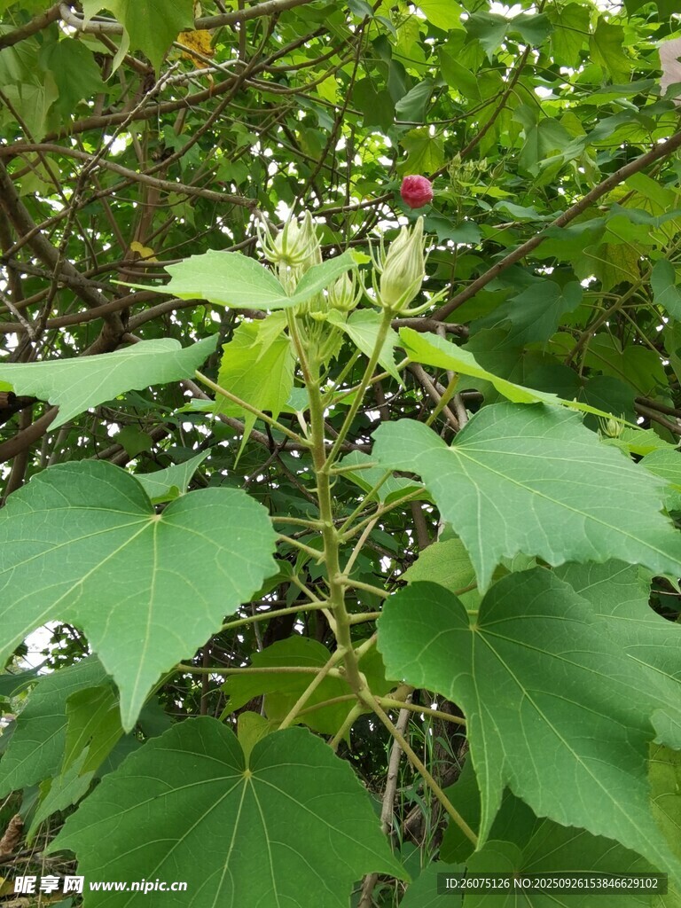 绿叶繁茂的植物景象