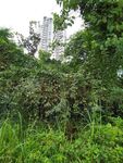 繁茂绿植中的自然景致