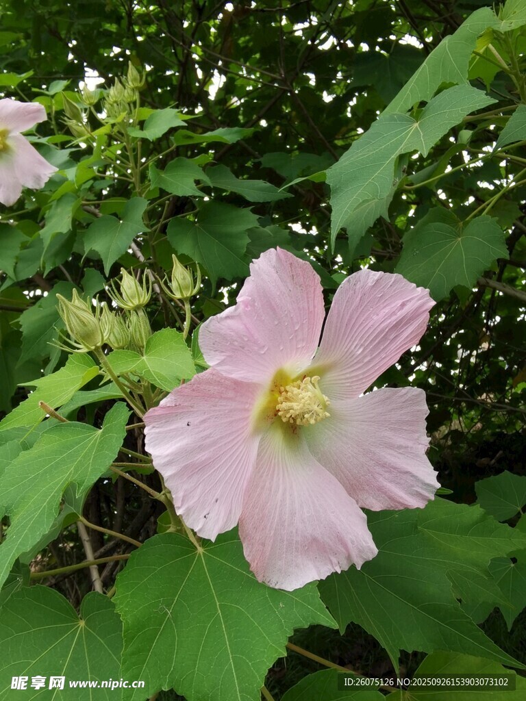粉色木槿花绽放绿叶间