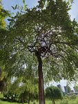 公园中茂盛的独棵大树