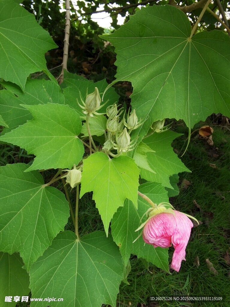 粉色木槿花绽放绿叶间
