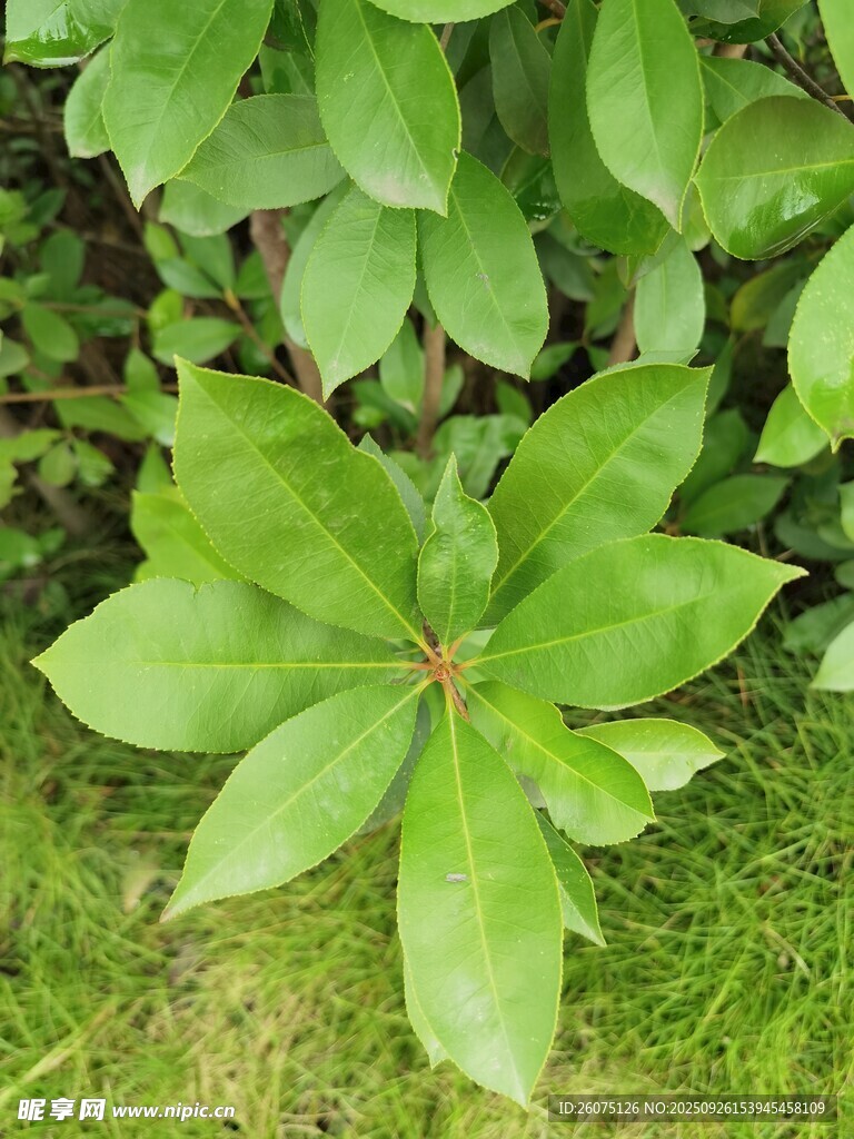 绿叶植物特写