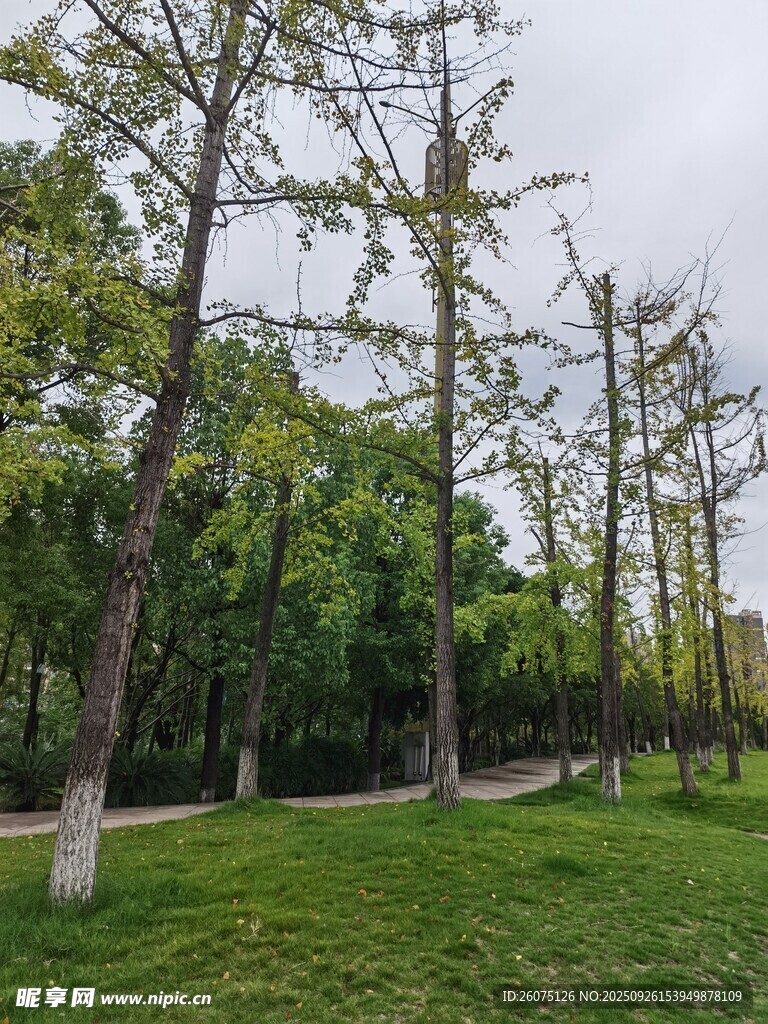 林间草地树木葱郁景致美