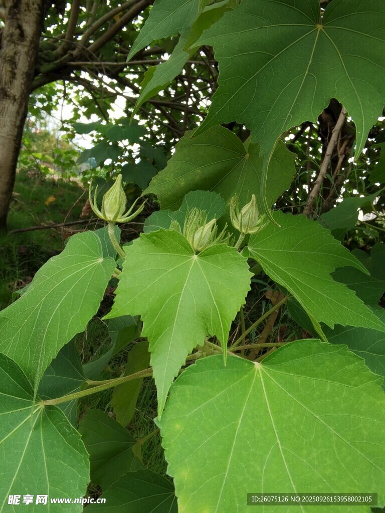 绿叶丛中的青嫩植物果实