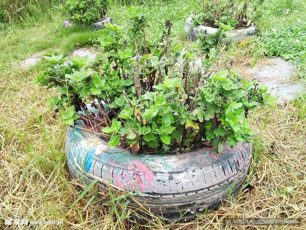 废旧轮胎变身绿植花盆