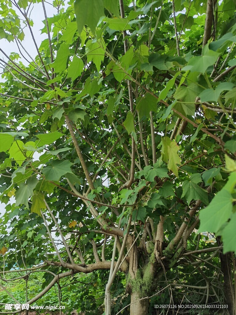 繁茂树林中的葱郁树木