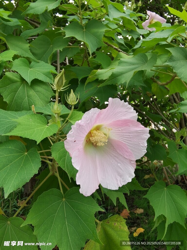 粉色木槿花绽放绿叶间