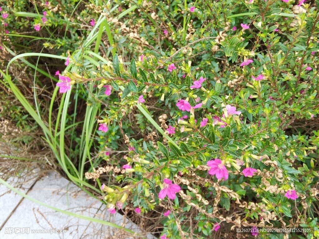 路边绽放的粉色小花
