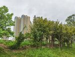 城市中绿树环绕的高楼景观