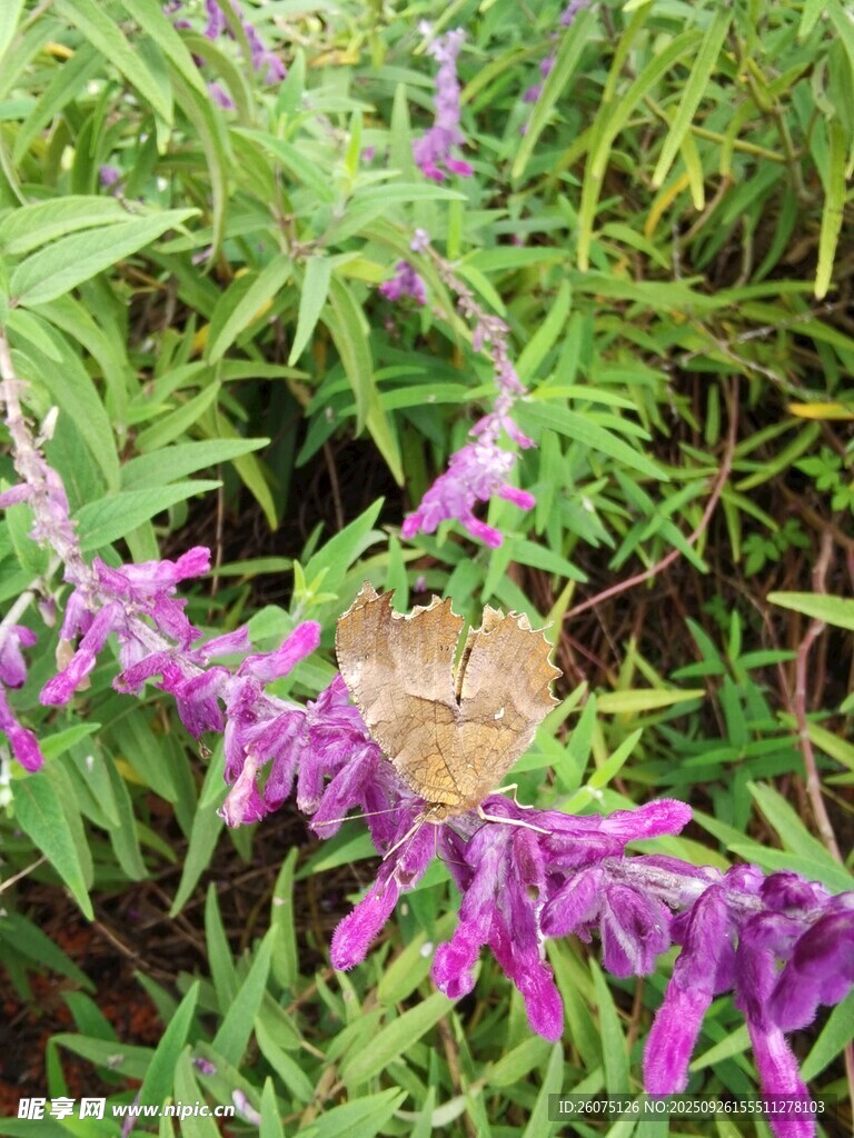 紫色花枝上的蝴蝶