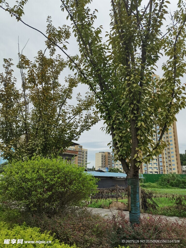 城市中葱郁的树木与绿植
