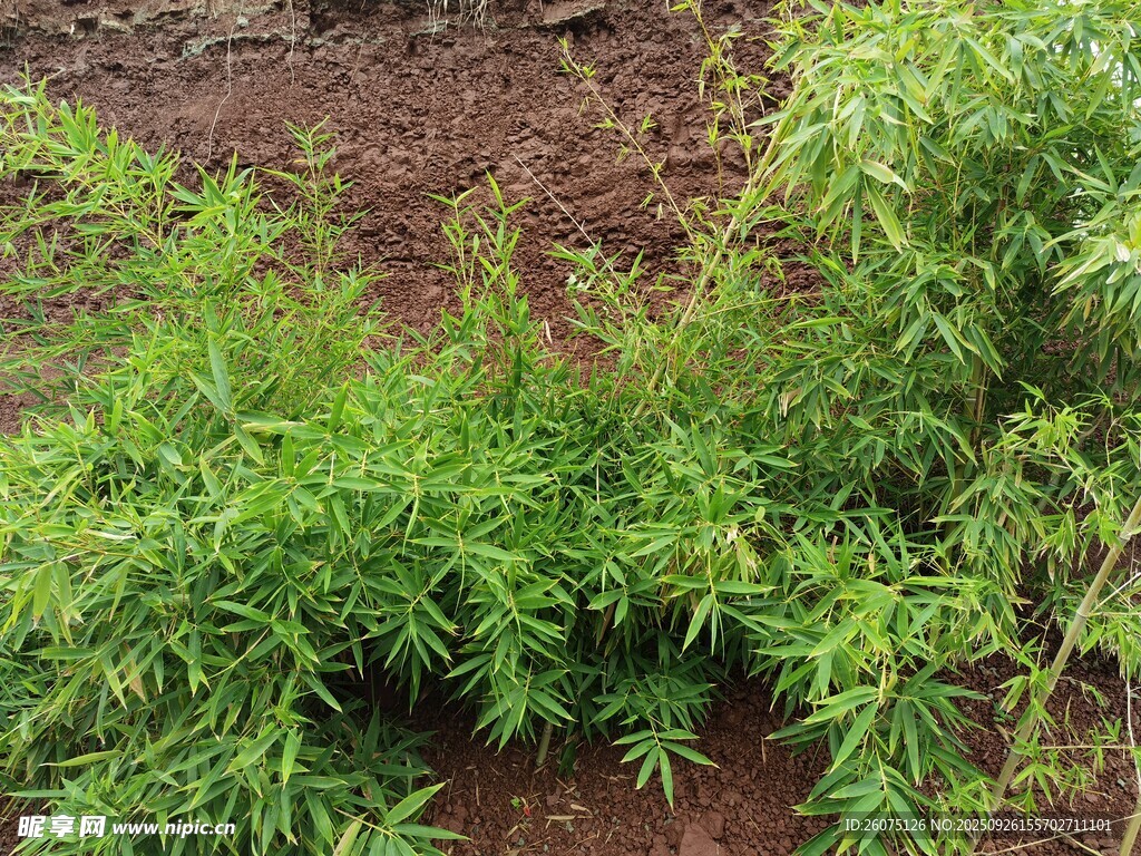 翠绿植物生长于褐色土地