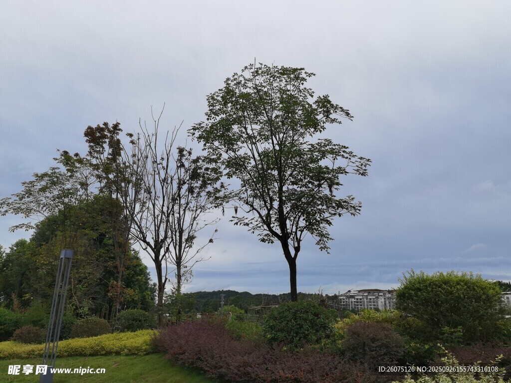 郊外风景树木与开阔景致