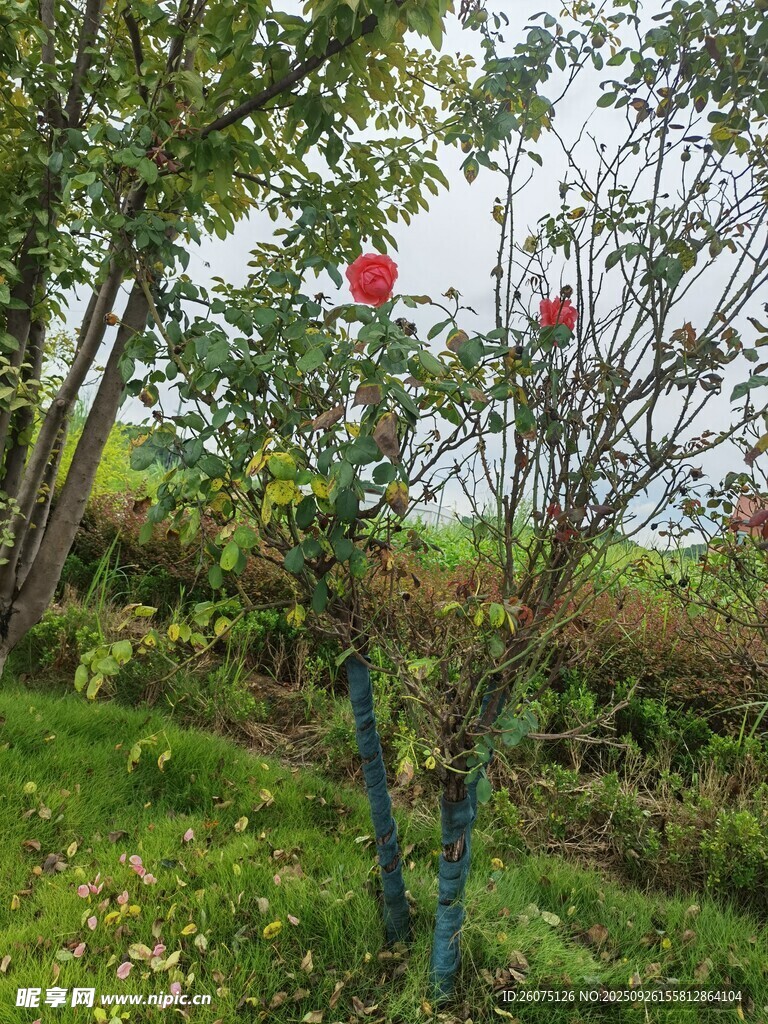 绿叶间的娇艳红花