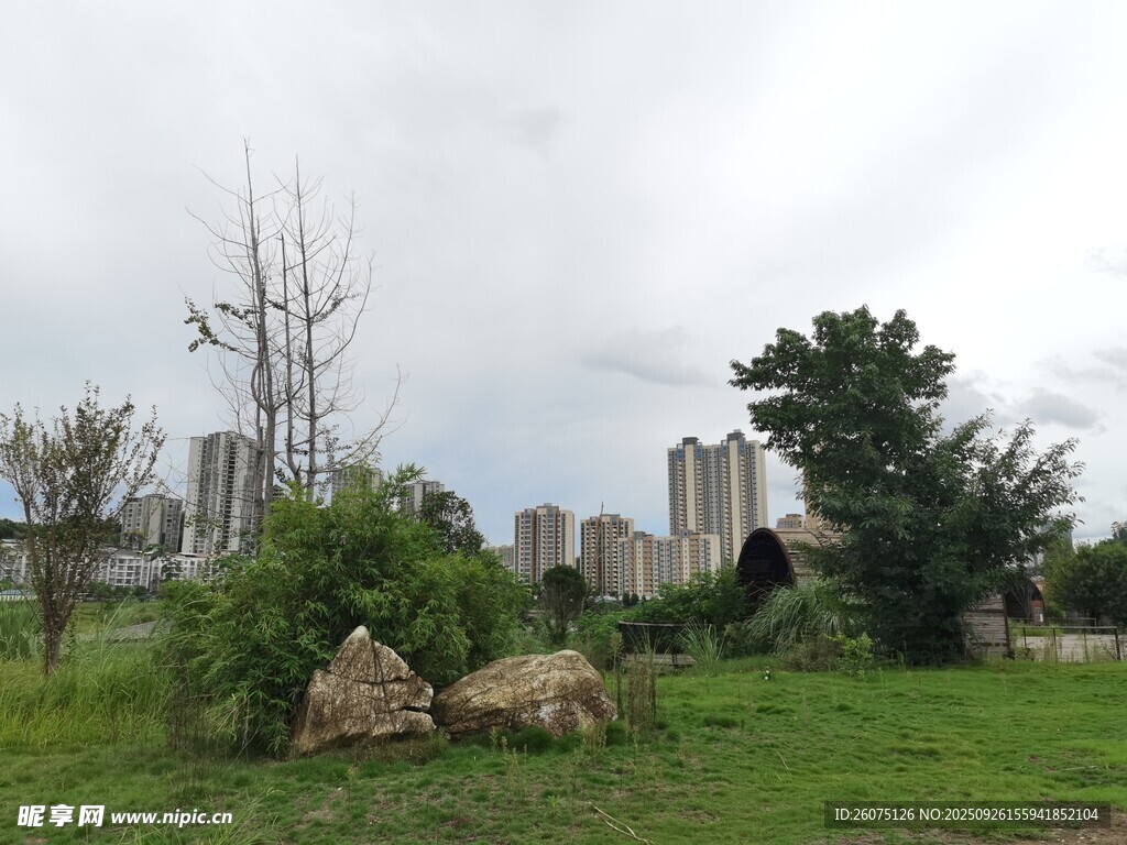 城市边的草地与树木景观
