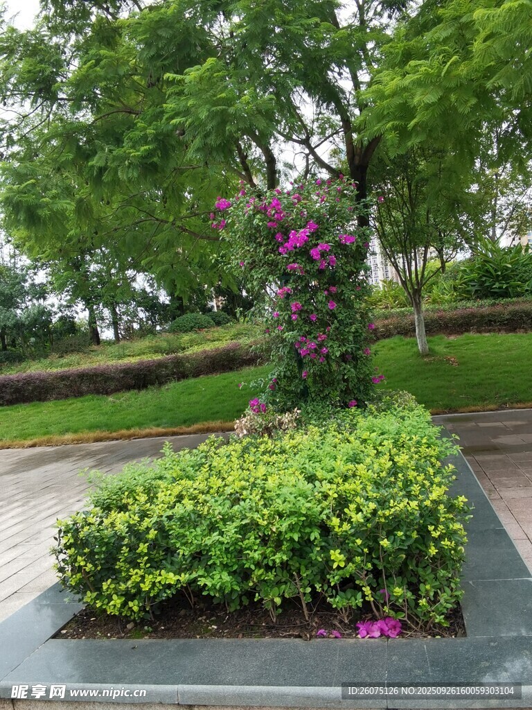 花园中的绿植与繁花景观