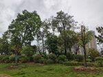 雨中绿意盎然的树林景观