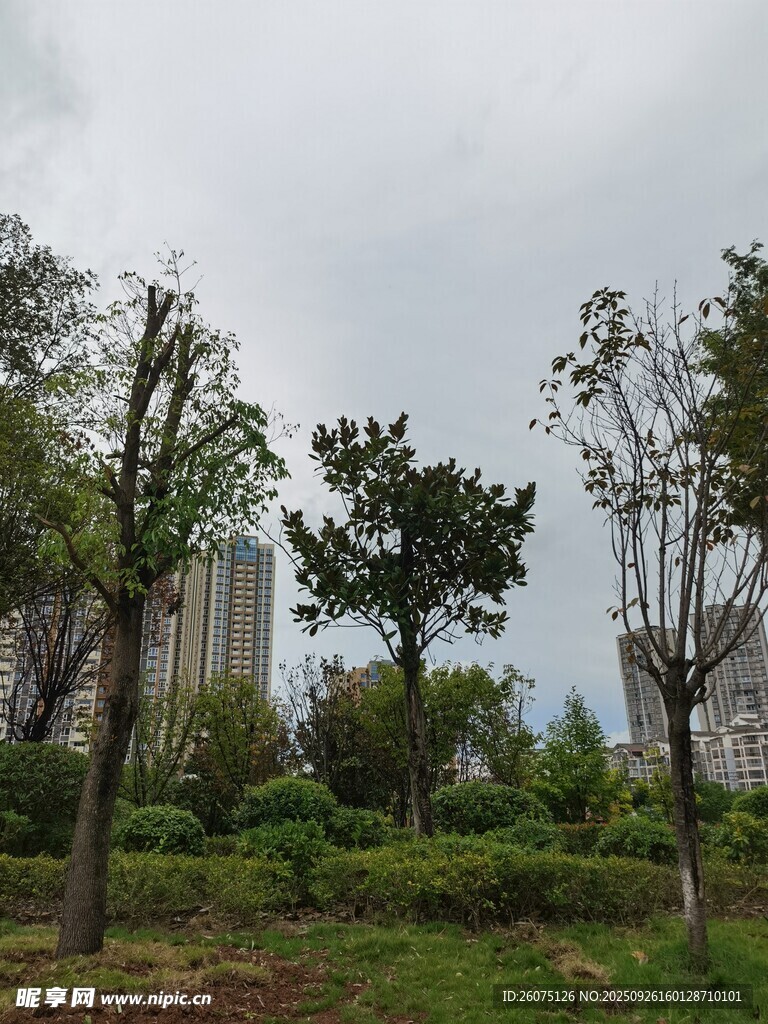 城市中的绿意树木景观