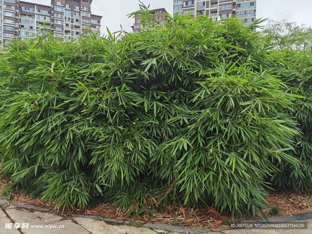 路边茂盛的绿色灌木丛