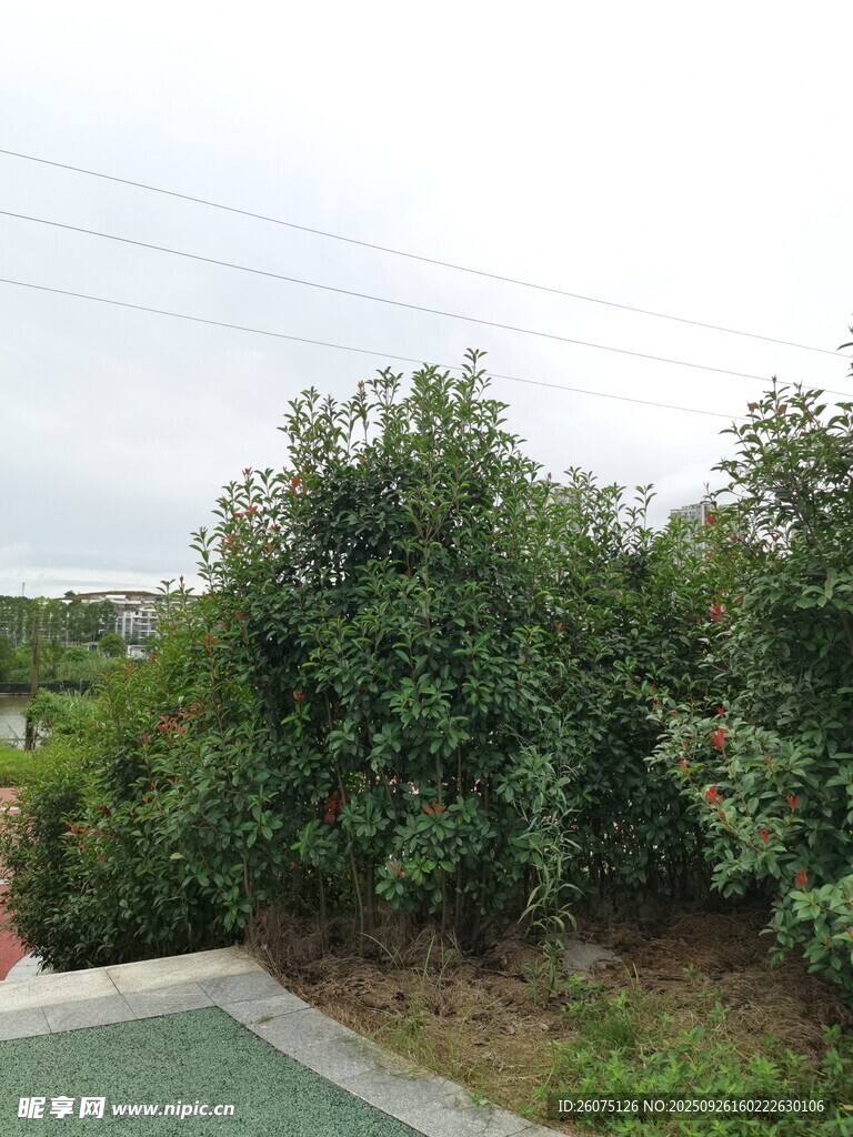 户外绿植景观
