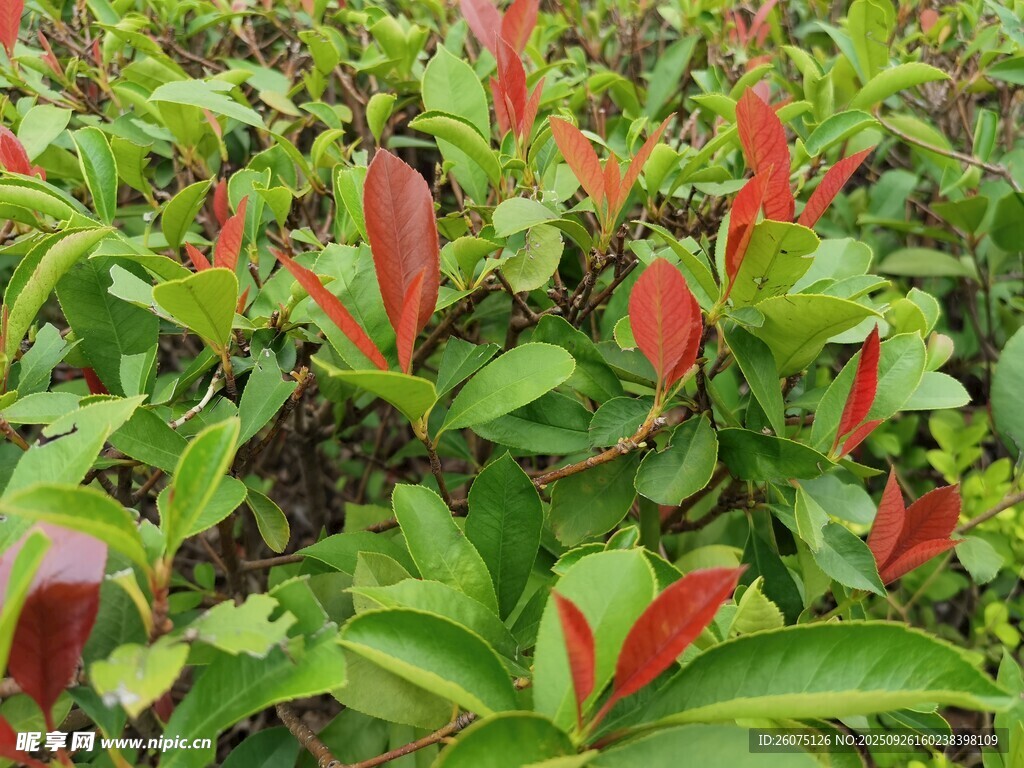 红绿叶植物特写