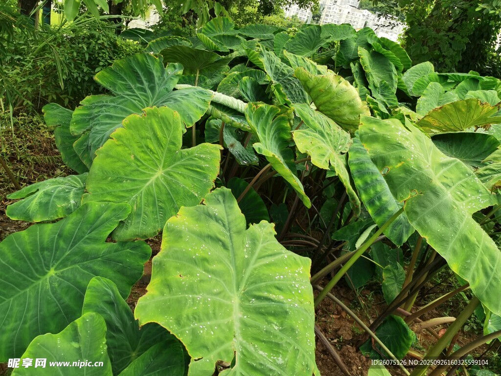 大片翠绿芋类植物