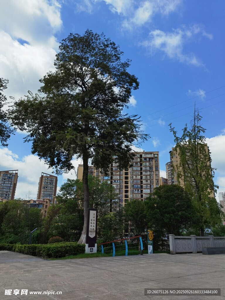 城市中高大树木与建筑景观