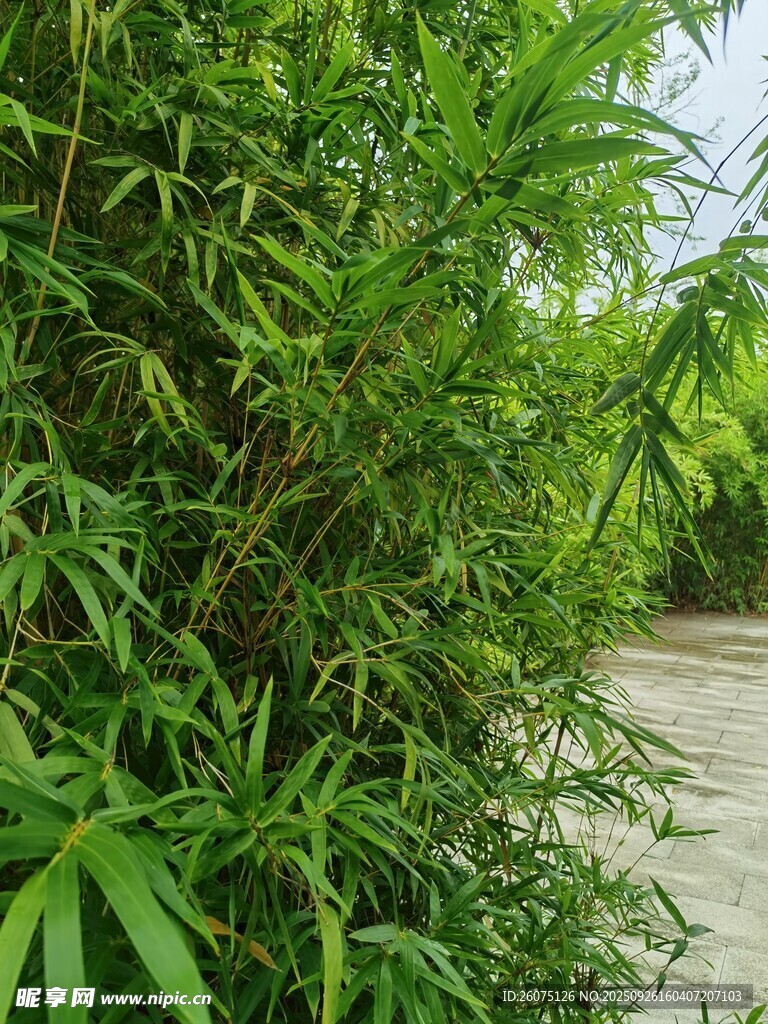 翠绿竹林景致