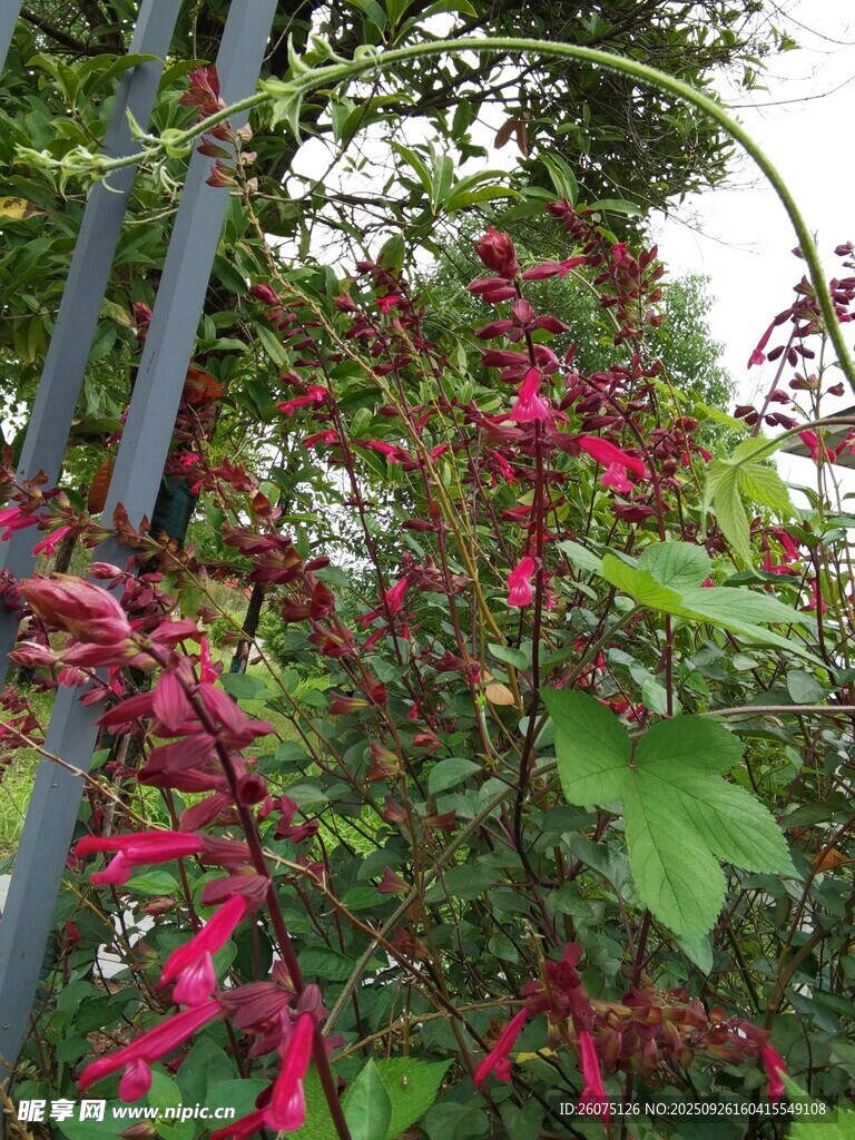 艳丽红穗花攀爬绿植间