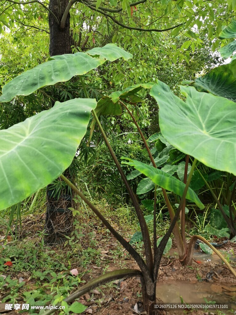 巨大叶片的芋类景观