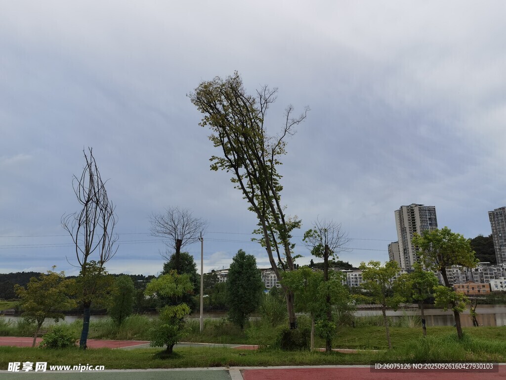 公园中倾斜树木景观