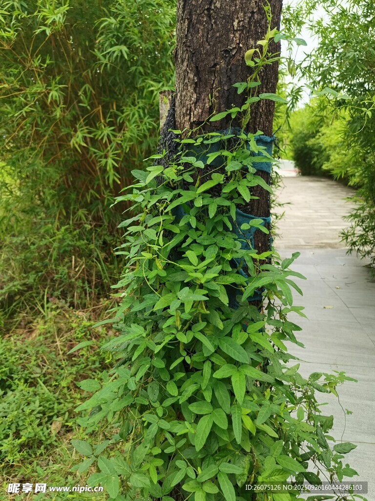 缠绕树干的翠绿藤蔓植物