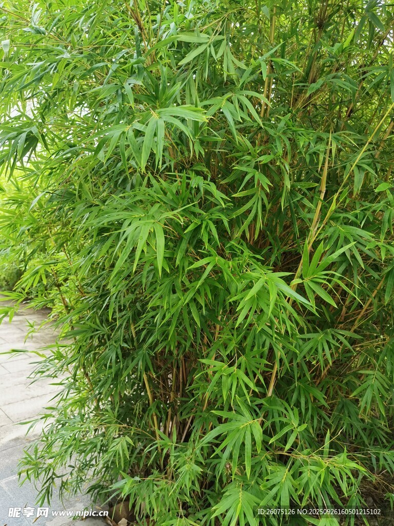 路边翠绿竹林景致