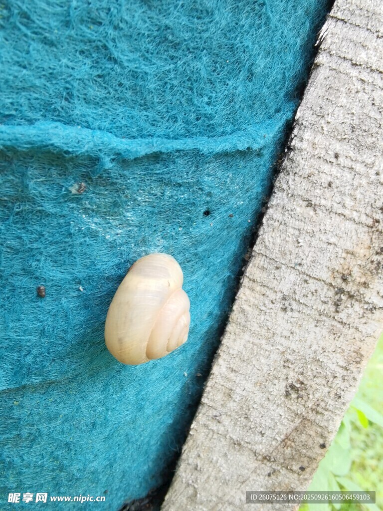 蓝色背景上的白色贝壳
