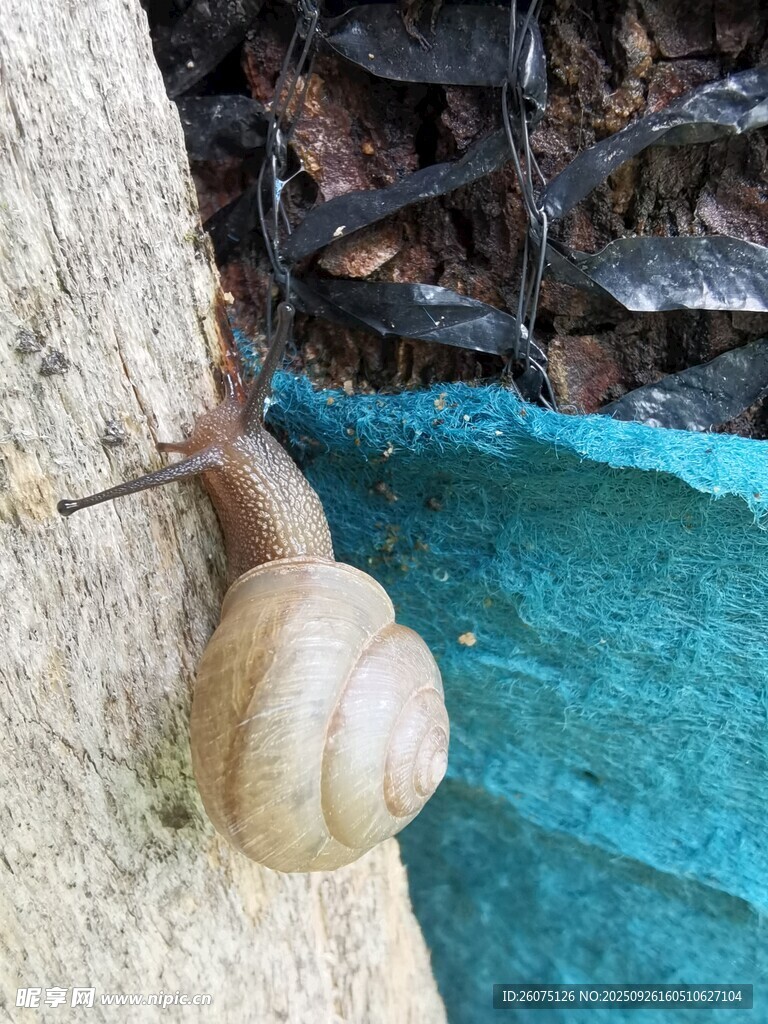 石上蜗牛背景是清澈池水