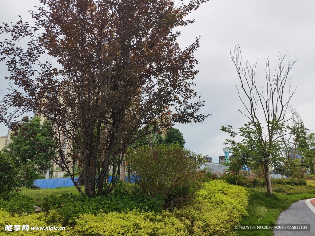 城市路边多彩绿植景观