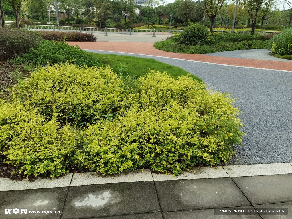路边绿植景观